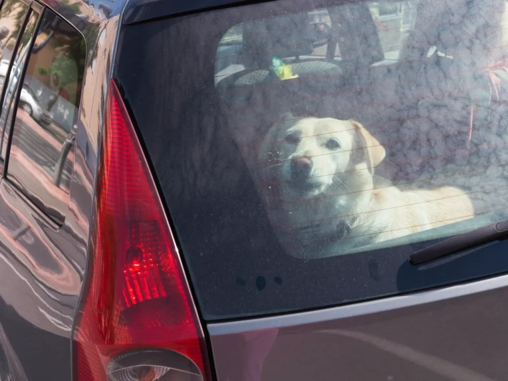 Clever Dog Locked In A Car